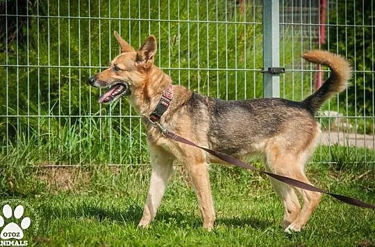 OTOZ Animals - Linda - kochana, dojrzała i wierna suczka czeka na dom!, Pomorskie, Tczew