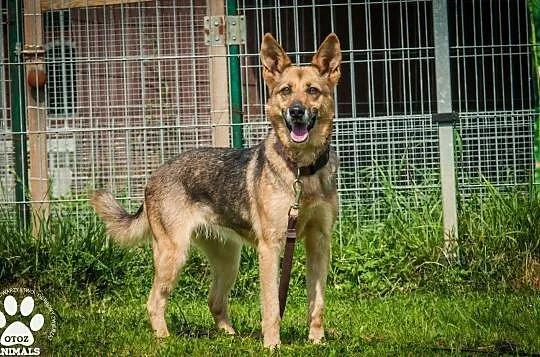OTOZ Animals - Linda - kochana, dojrzała i wierna suczka czeka na dom!, Pomorskie, Tczew