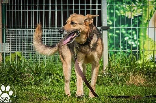 OTOZ Animals - Linda - kochana, dojrzała i wierna suczka czeka na dom!, Pomorskie, Tczew