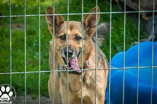 OTOZ Animals - Linda - kochana, dojrzała i wierna suczka czeka na dom!, Pomorskie, Tczew