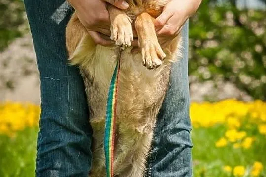 OTOZ Animals - Linda - kochana, dojrzała i wierna suczka czeka na dom!, Pomorskie, Tczew