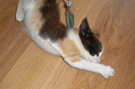 Malwinka do adopcji!!, łódzkie Łódź