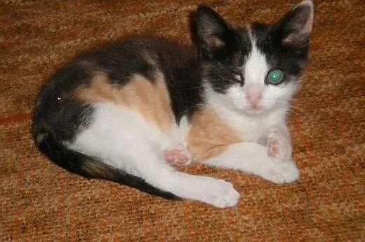 Malwinka do adopcji!!,  łódzkie Łódź