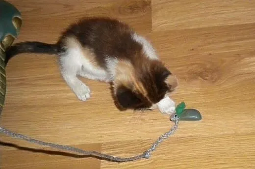 Malwinka do adopcji!!,  łódzkie Łódź