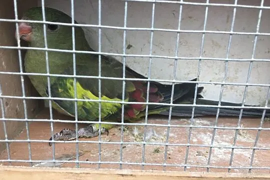 Papuga Górska Berg Samica roczna, Opolskie, Nysa