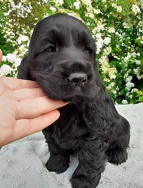 COCKER SPANIEL ANGIELSKI, Dolnośląskie, Lubin
