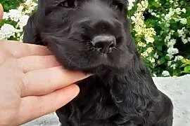 COCKER SPANIEL ANGIELSKI
