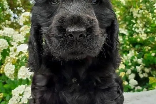 COCKER SPANIEL ANGIELSKI, Dolnośląskie, Lubin