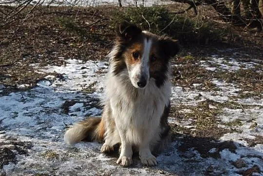 Kalinka - wspaniała długowłosa suczka, bezkonfliktowa szuka domu