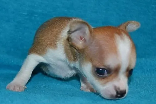Chihuahua chłopak z rodowodem maleńki i śliczny!