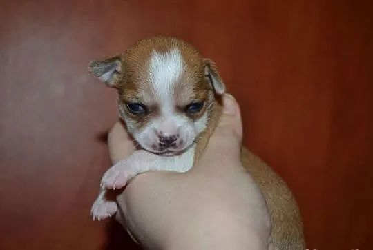 Chihuahua chłopak z rodowodem maleńki i śliczny!
