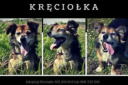 Kręciołek - trójkolorowy psiak, ideał! Grzeczny pr