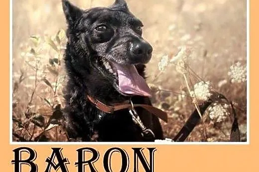 18kg,młody2 lata,łagodny,przyjazny średni piesek BARON.Adopcja,  dolnośląskie Wrocław