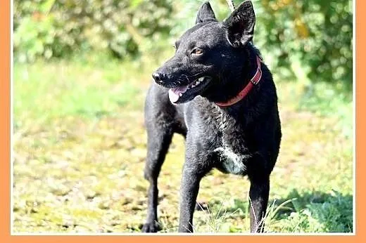 18kg,młody2 lata,łagodny,przyjazny średni piesek B
