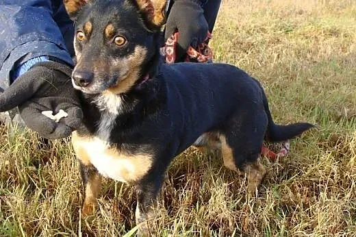 Gacusia zły człowiek bardzo mocno pobił - psiak wciąż ufnie czeka na swojego Pana...,  małopolskie Kraków