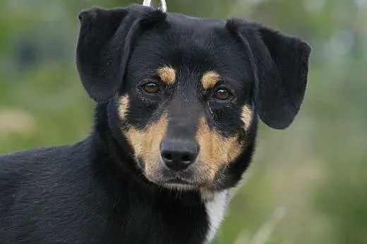 Forest :) pies, adopcja,  lubuskie Gorzów Wielkopo