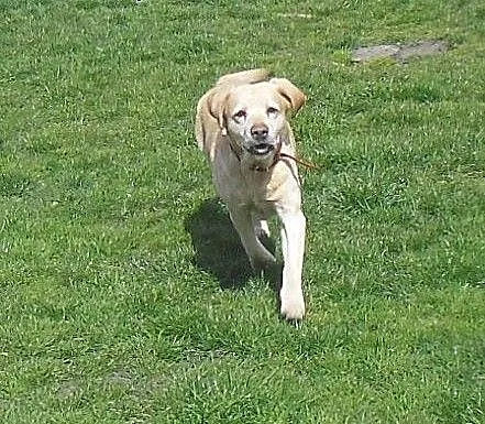 Campari-biszkoptowa labradorka do adopcji, wielko