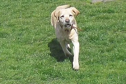 Campari-biszkoptowa labradorka do adopcji, wielkopolskie Poznań