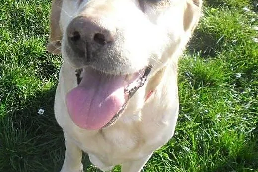 Campari-biszkoptowa labradorka do adopcji,  wielko