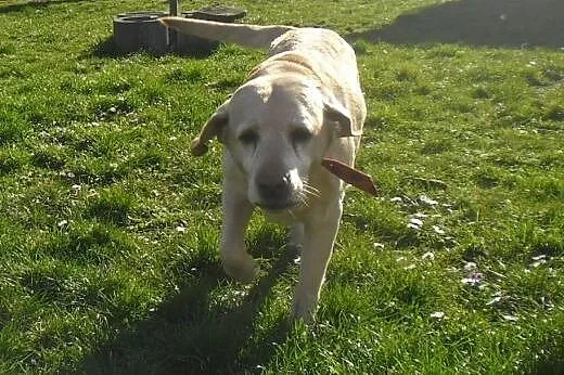Campari-biszkoptowa labradorka do adopcji,  wielko