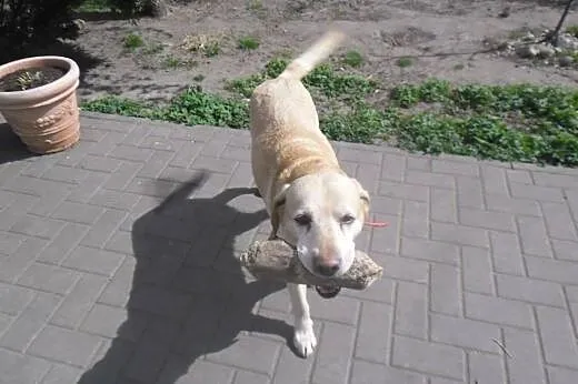 Campari-biszkoptowa labradorka do adopcji,  wielko