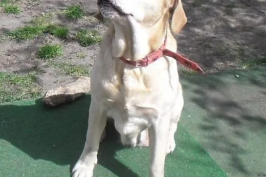 Campari-biszkoptowa labradorka do adopcji,  wielko