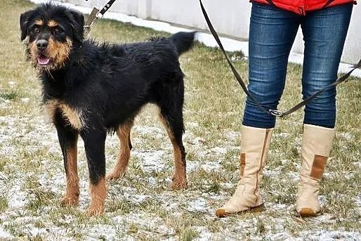 Sonia- szuka domu,  warmińsko-mazurskie Bartoszyce