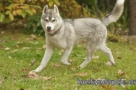 ARAK- kochany szczeniak husky do adopcji,  mazowieckie Warszawa