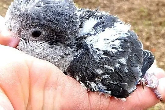 Mnichy nizinne mnicha nizinna do ręcznego karmieni, Wrocław