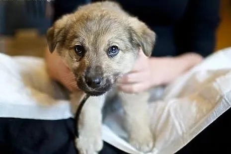 Psia panna Kizia do adopcji :),  mazowieckie Warsz