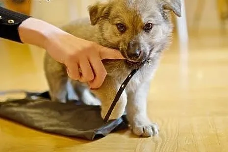 Psia panna Kizia do adopcji :),  mazowieckie Warsz