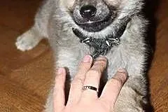 Psia panna Kizia do adopcji :),  mazowieckie Warsz