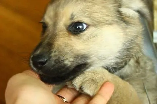 Psia panna Kizia do adopcji :),  mazowieckie Warsz