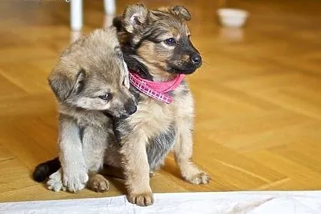 Psia panna Kizia do adopcji :),  mazowieckie Warsz
