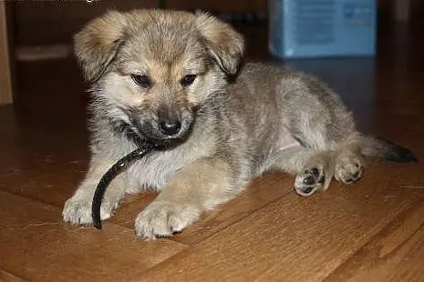 Psia panna Kizia do adopcji :),  mazowieckie Warsz