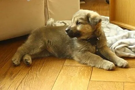 Psia panna Kizia do adopcji :),  mazowieckie Warsz