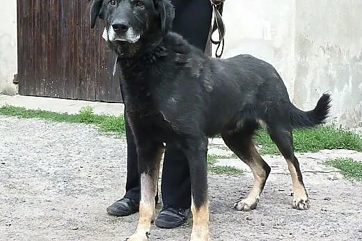 Pogodny Brutus, wesoły i grzeczny pies o cudownym 