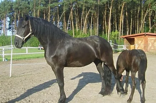 Konie fryzyjskie