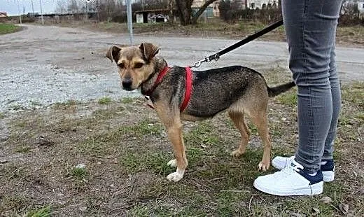 Inuk, bardzo łagodny, zrównoważony i grzeczny - ID