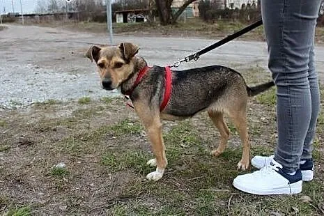 Inuk, bardzo łagodny, zrównoważony i grzeczny - IDEAŁ adopcja, Kundelki cała Polska