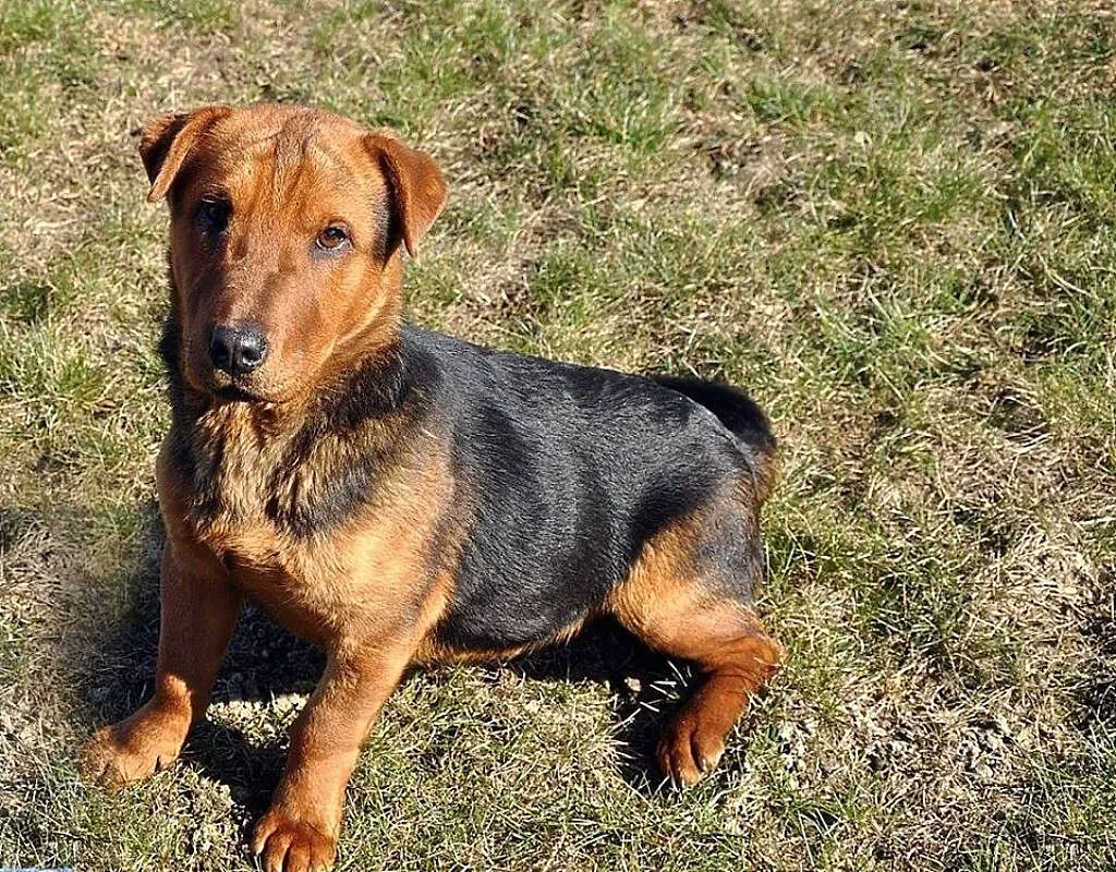 SHAR-PEI-malutka hybryda-NIEZWYKŁY szczeniak do ad