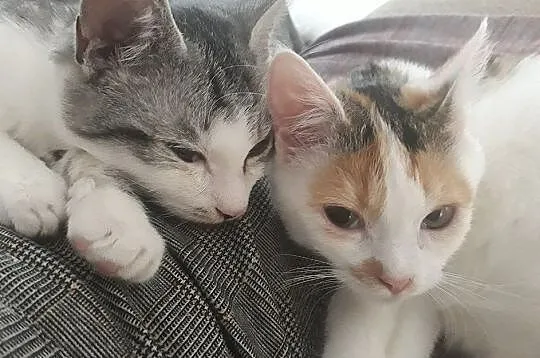 Lexi i Elmo szukają domów, Łódzkie, Łódź