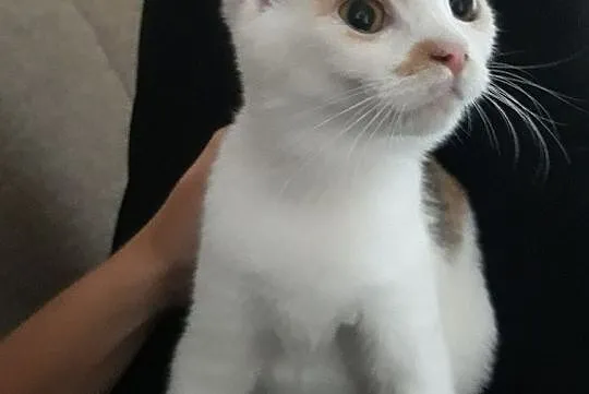 Lexi i Elmo szukają domów, Łódzkie, Łódź