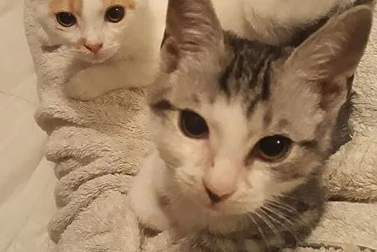 Lexi i Elmo szukają domów, Łódzkie, Łódź