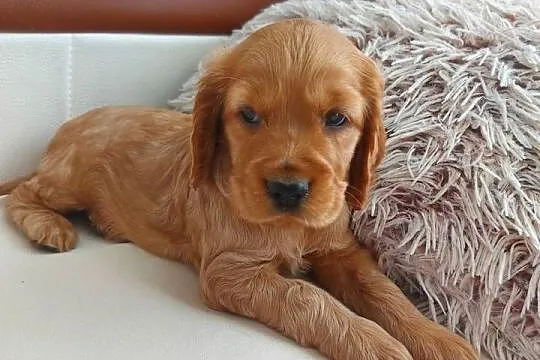 Cocker spaniel angielski suczka złota