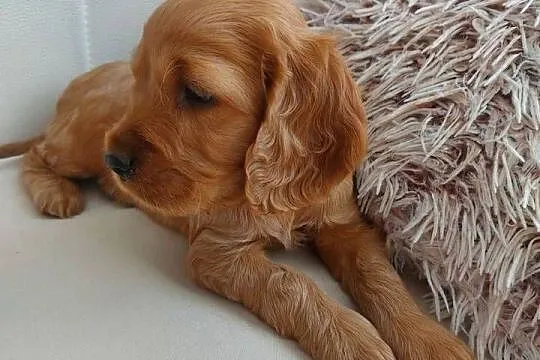 Cocker spaniel angielski suczka złota, Lubelskie, Moroczyn