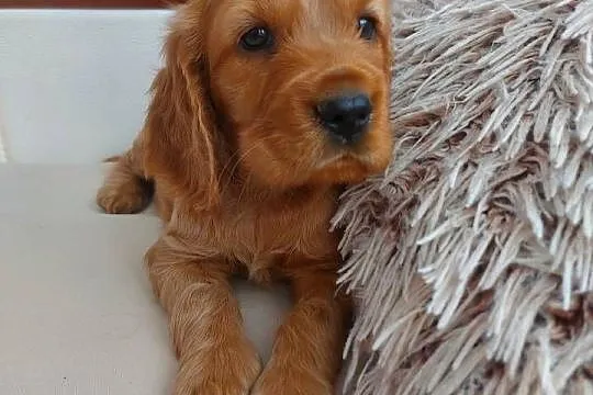 Cocker spaniel angielski suczka złota, Lubelskie, Moroczyn