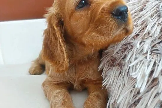 Cocker spaniel angielski suczka złota, Lubelskie, Moroczyn