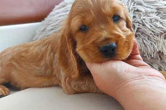 Cocker spaniel angielski suczka złota, Lubelskie, Moroczyn