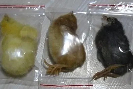 Karmówka pisklaki jednodniowe okazja